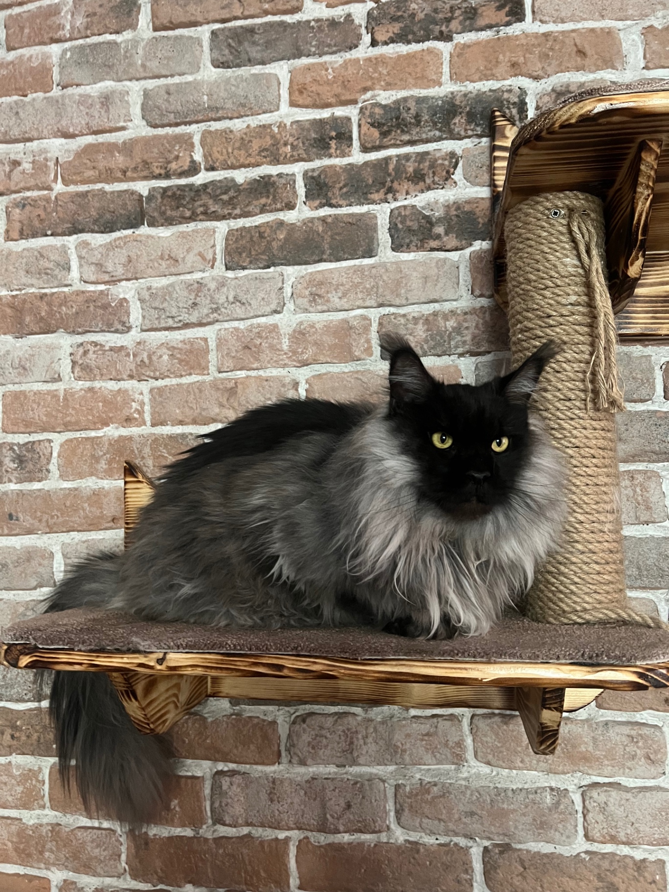Maine Coon nero fumo su una mensola in legno della parete attrezzata