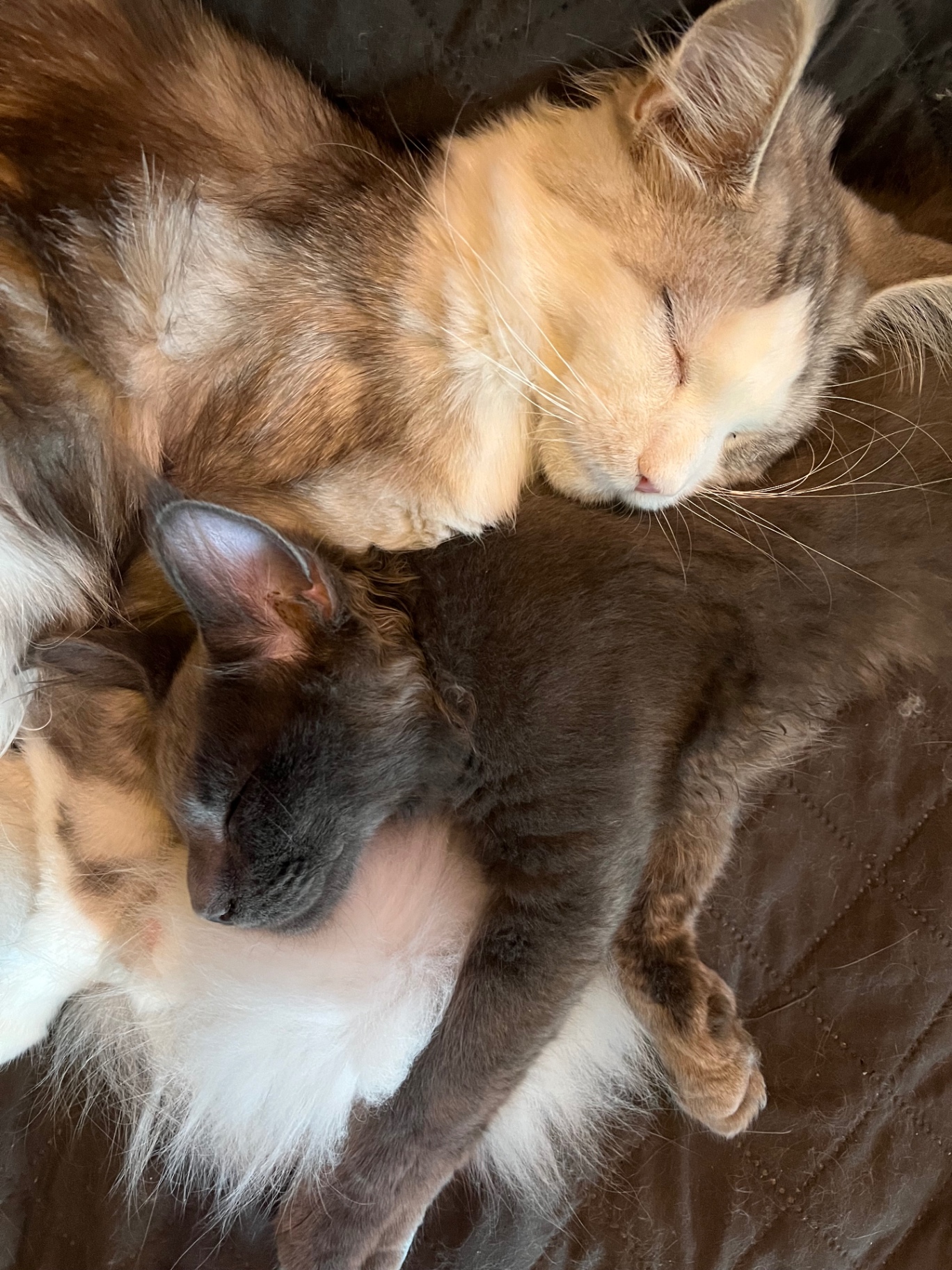 Due gatti che dormono abbracciati