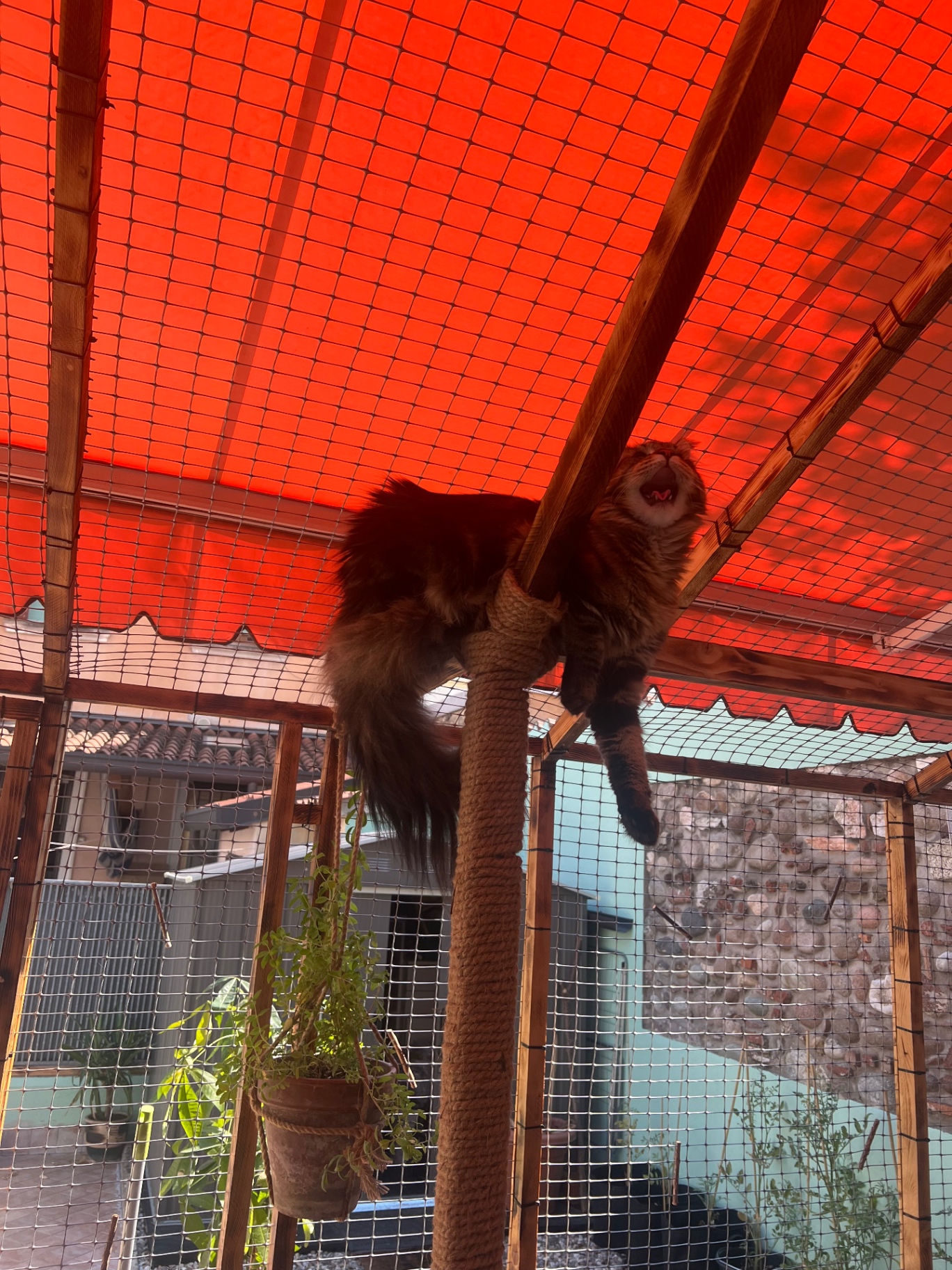 Gatto che si stiracchia nel catio esterno coperto