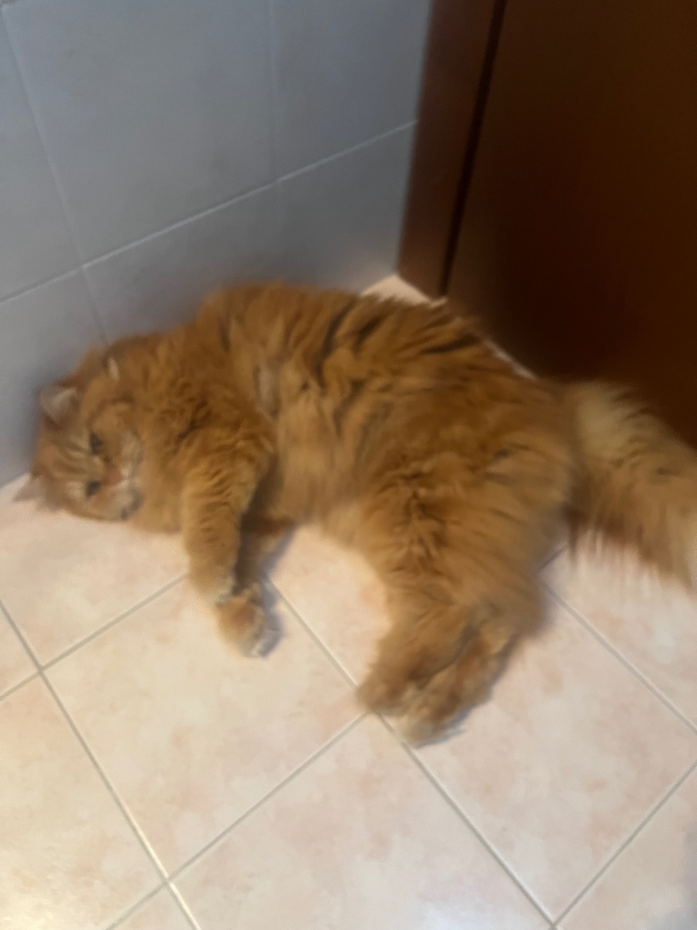 Gatto rosso a pelo lungo che riposa