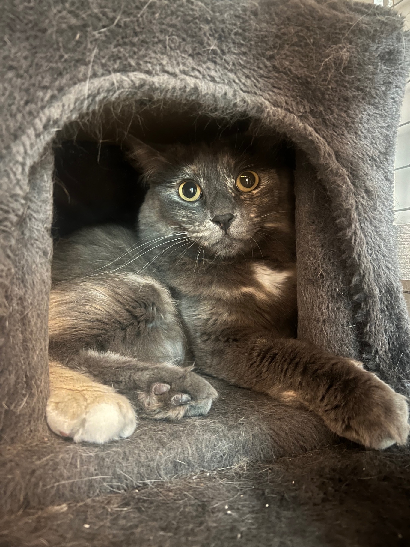 Gatto rilassato nella cuccia della torretta tiragraffi
