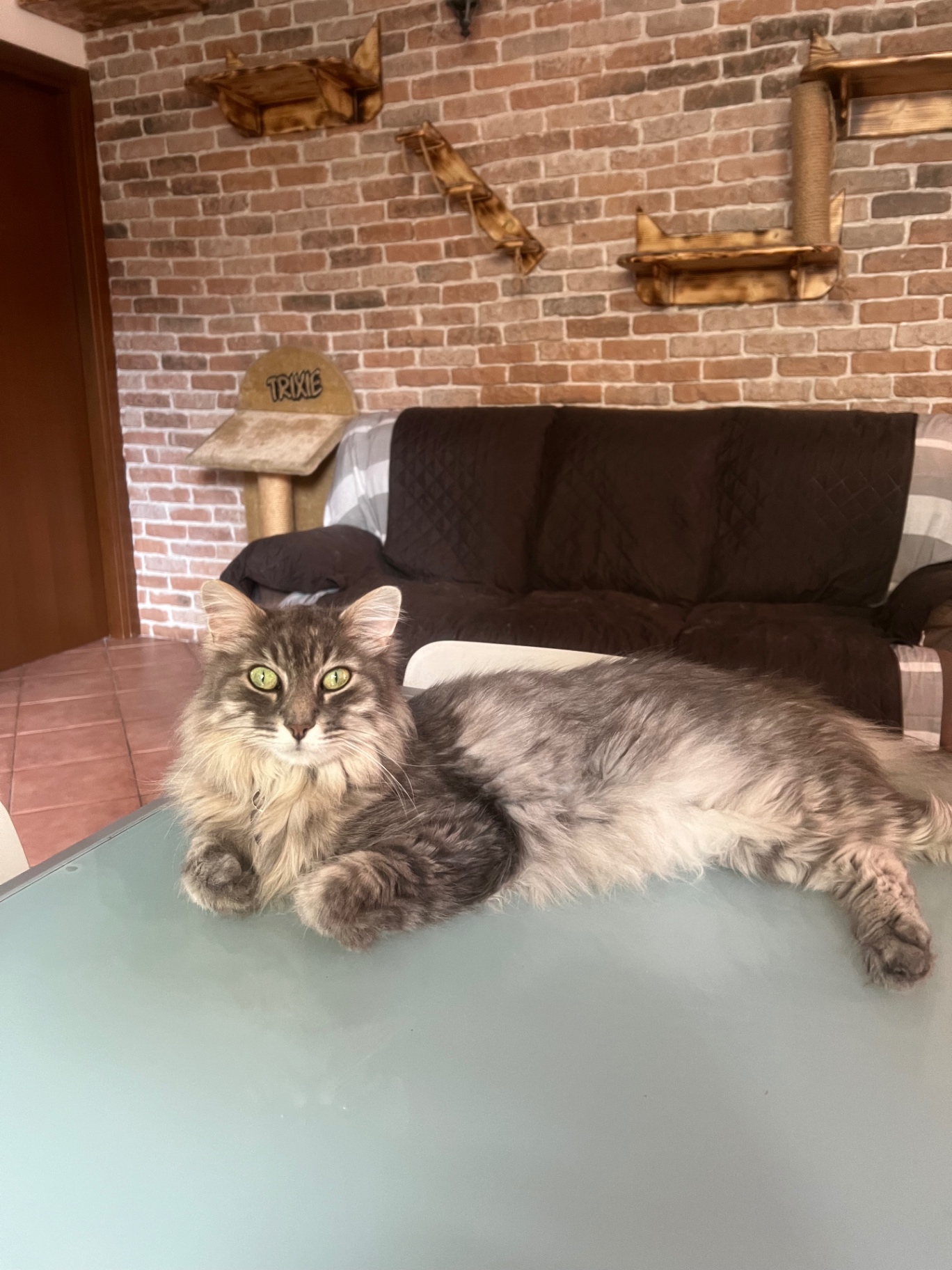 Maine Coon grigio disteso nella zona living con parete attrezzata