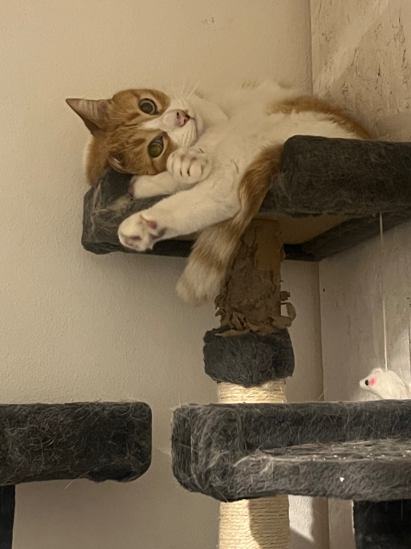 Gatto rosso e bianco che gioca sul tiragraffi