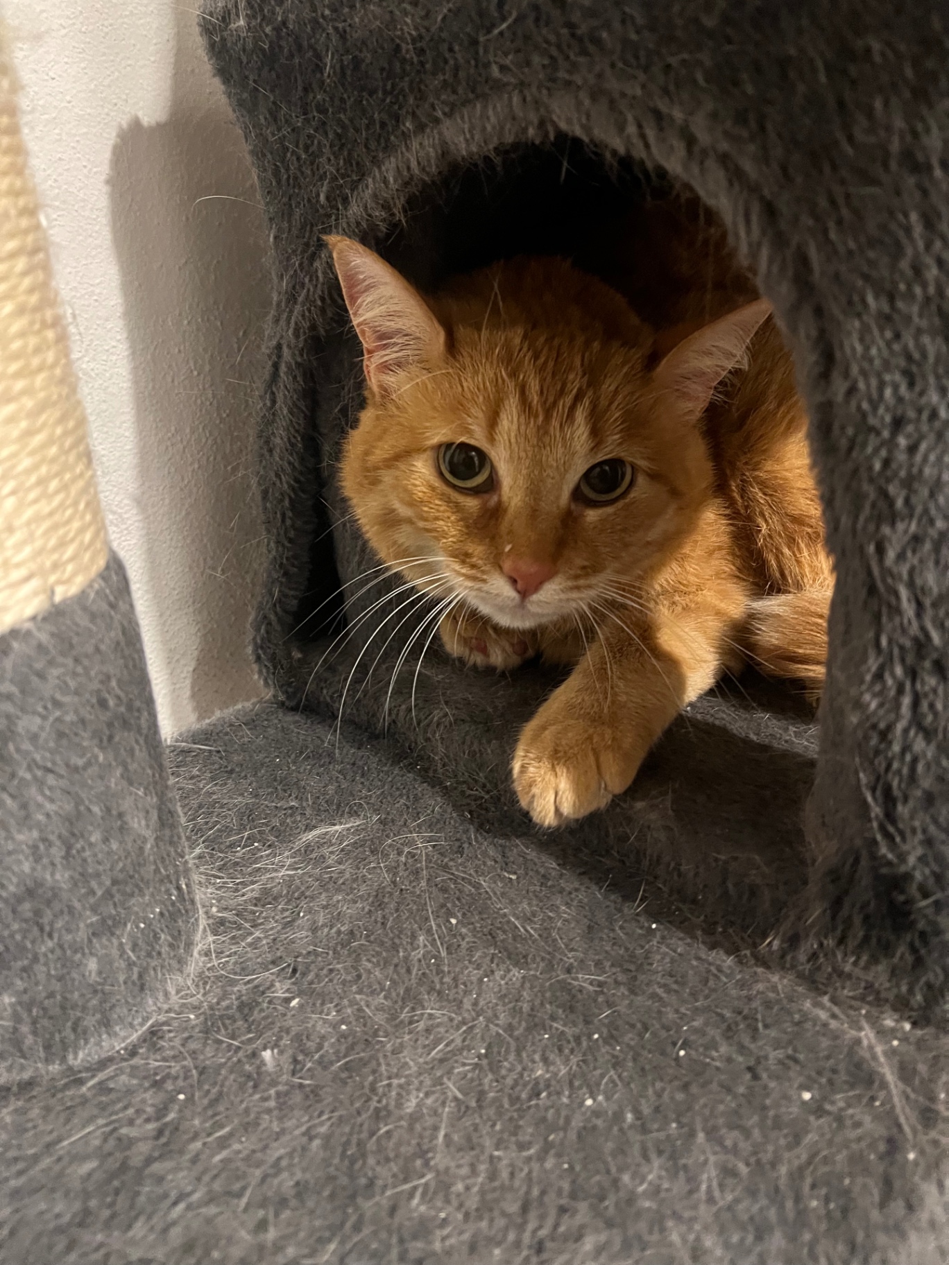 Gatto rosso acciambellato dentro la cuccia della torretta